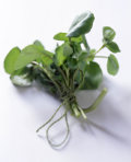 Watercress